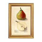 Vintage Lawson Comet Pear Botanical Framed Artwork on a white background at Addison West