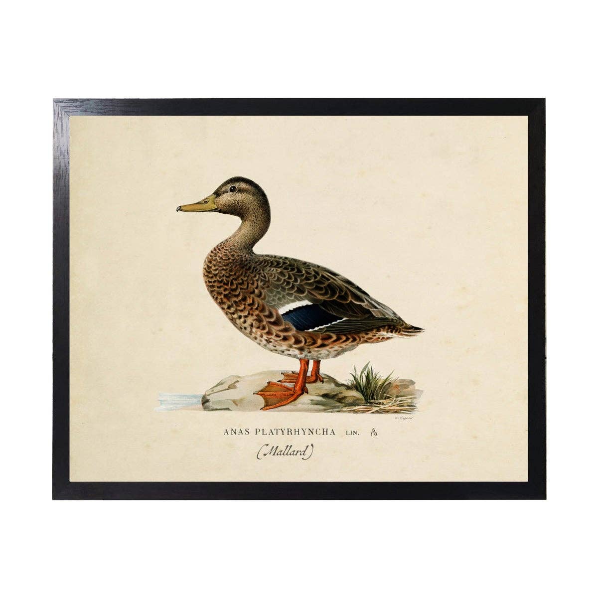 Female Mallard Vintage Bookplate on a white background at Addison West
