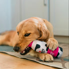 Cabot Creamery Woofed Cream Can Dog Toy in a dogs mouth at Addison West