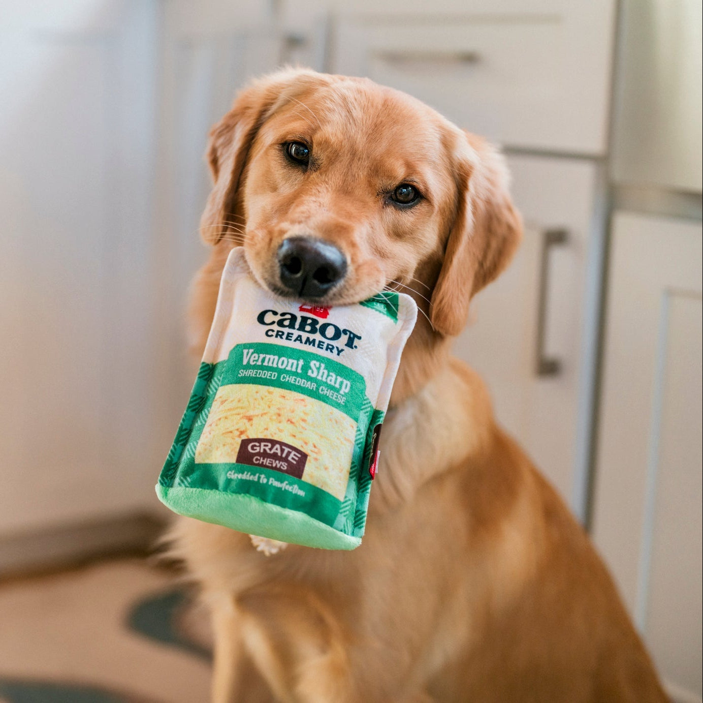 Dog with pet play brands cabot creamery toy in it's mouth at Addison West