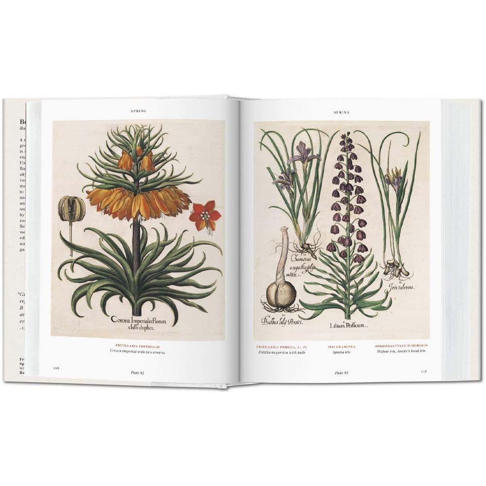 Inside pages of book Floriligium The Book of Plants with bulb plants on a white background