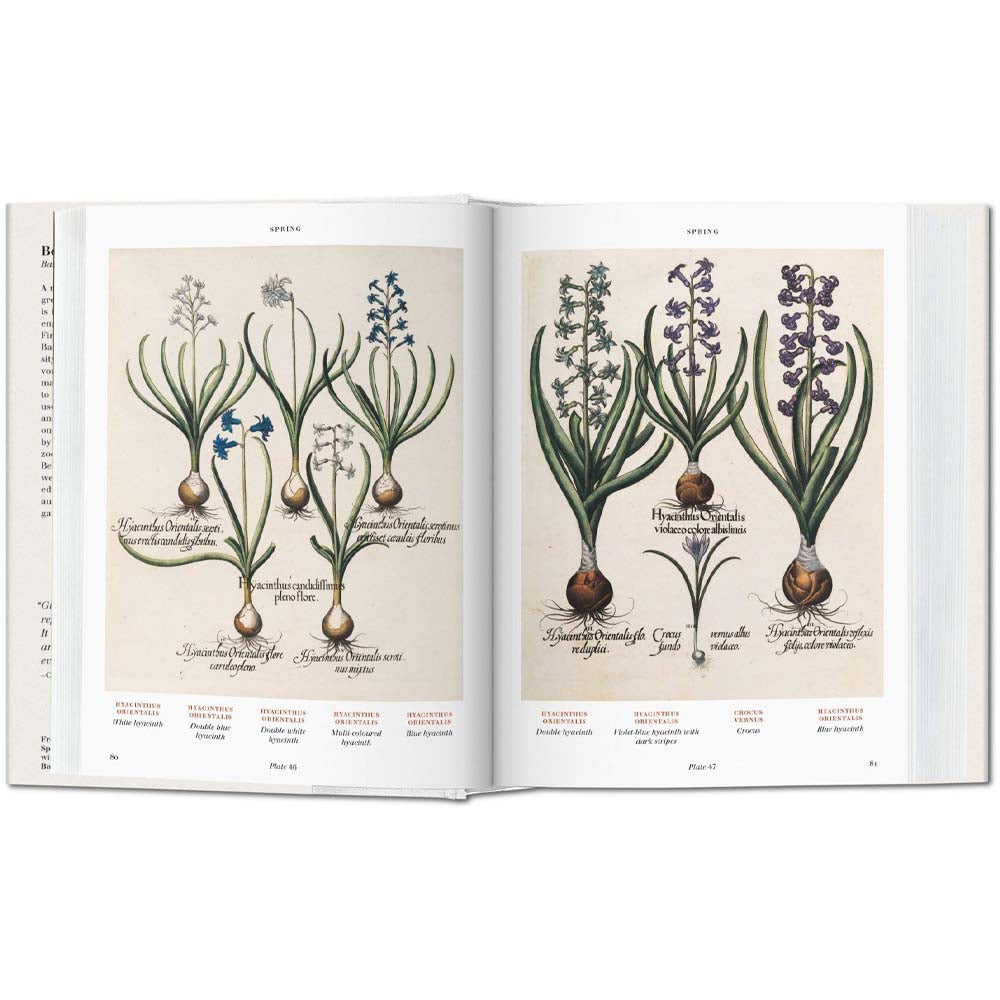 Inside pages of book Floriligium The Book of Plants with illustrations of bulb plants on a white background