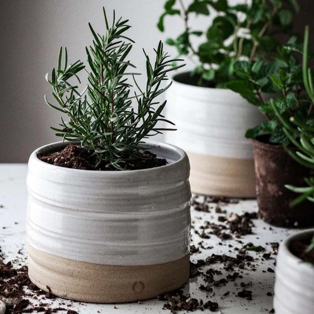 Farmhouse pottery trunk planter with rosemary and other plants on a counter with dirt 