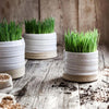 Three Farmhouse pottery trunk planters with grass growing inside on a wood surface