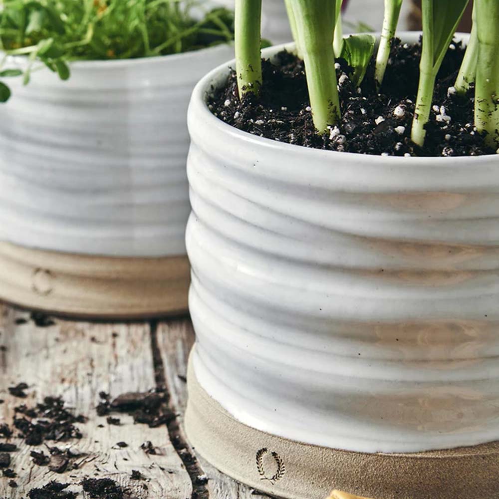 Close up of Farmhouse pottery trunk planter with succulent on a wood surface