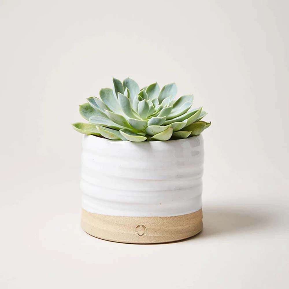 Farmhouse pottery trunk planter with succulent on a white background