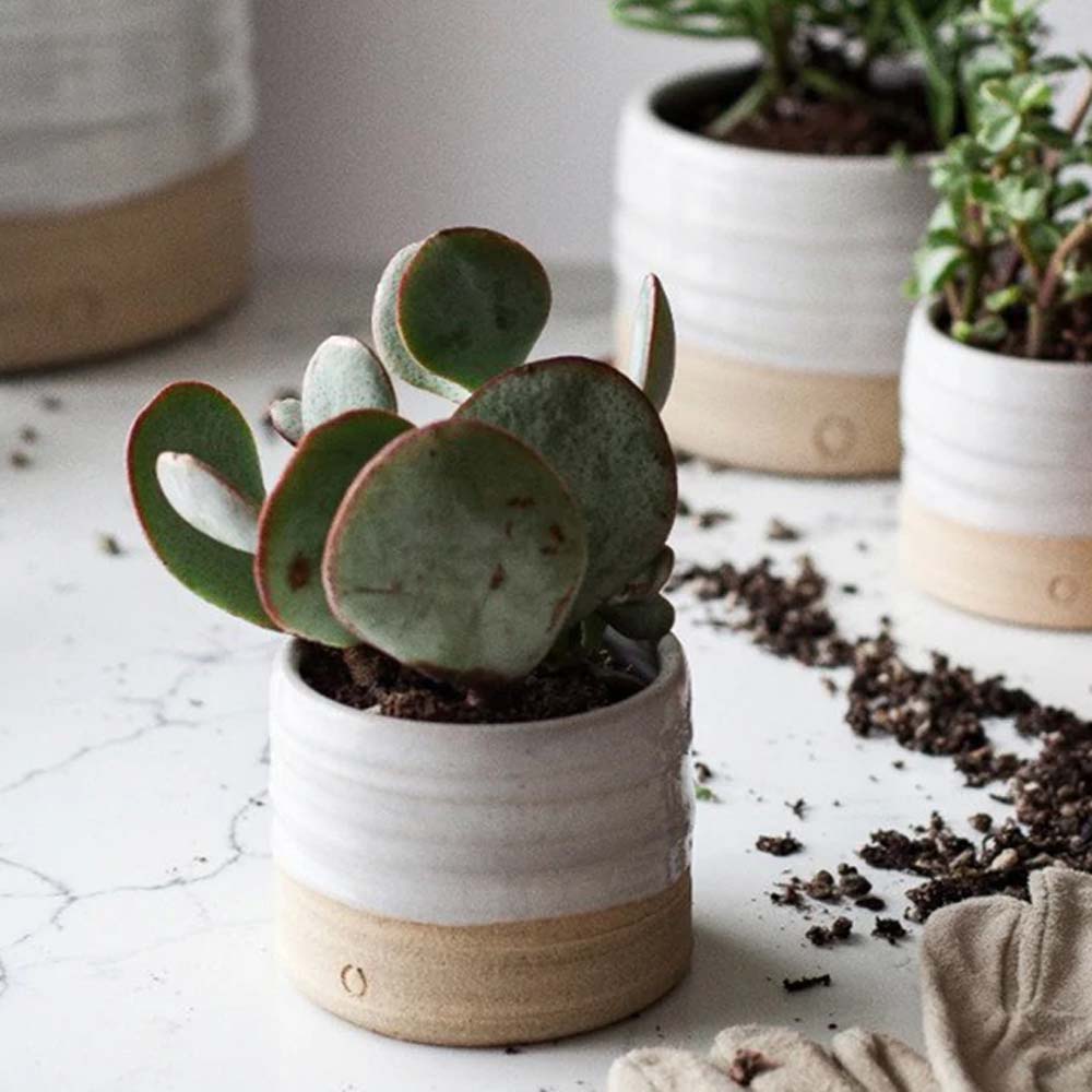 Farmhouse Pottery Trunk Planter - Addison West 