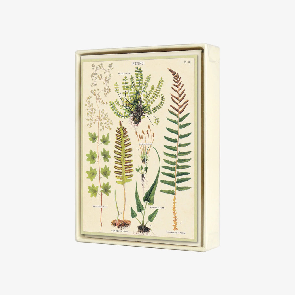 Cavallini Paper Ferns Boxed Cards on a white background