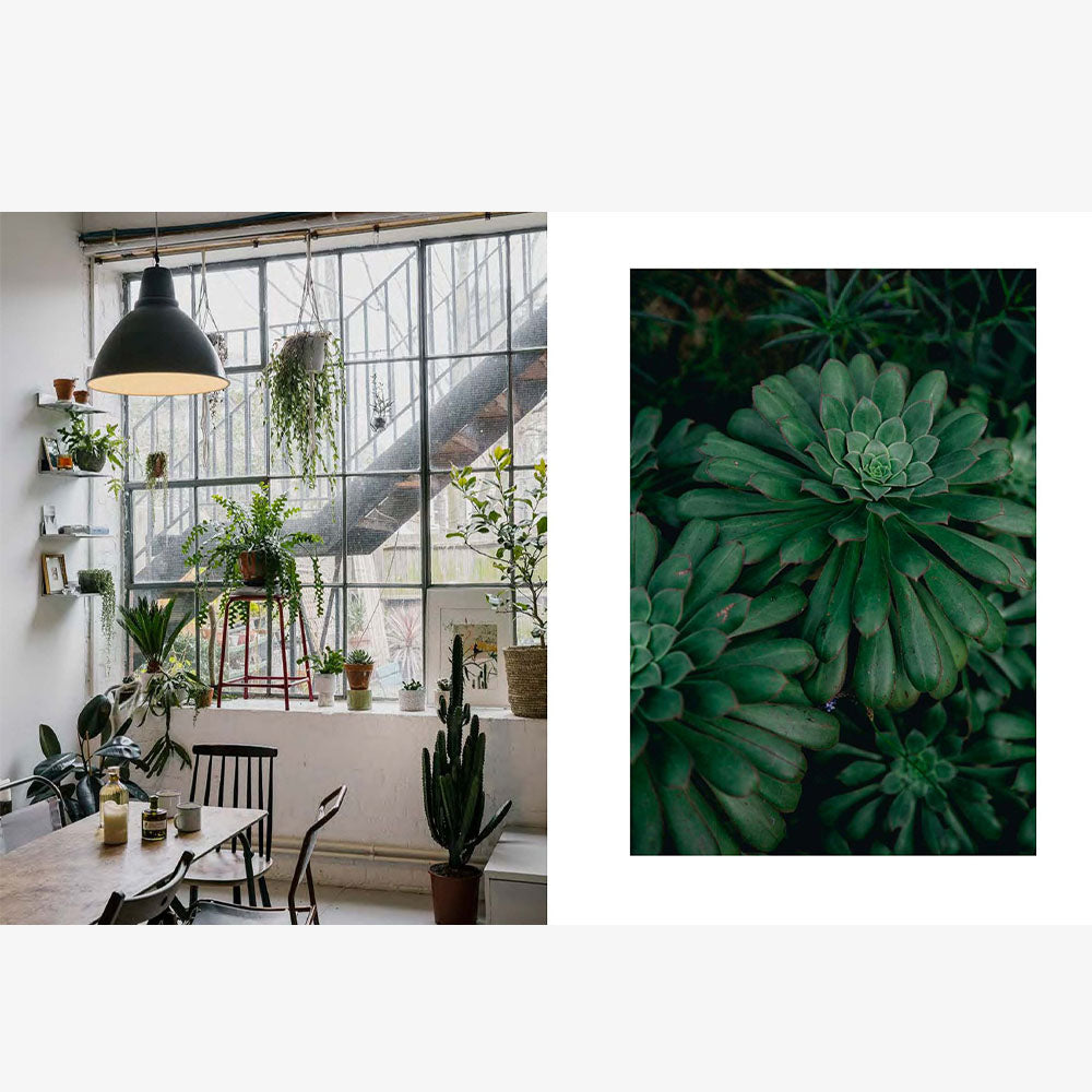 House of Plants - Addison West 