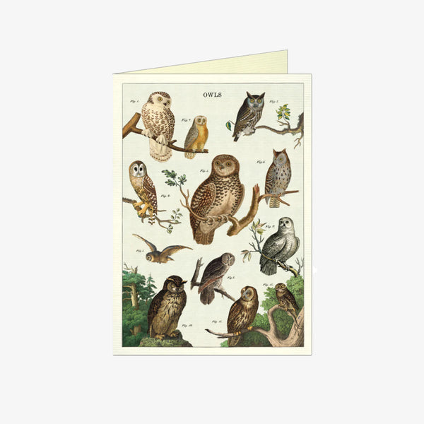 Cavallini Paper Owl Chart Card on a white background