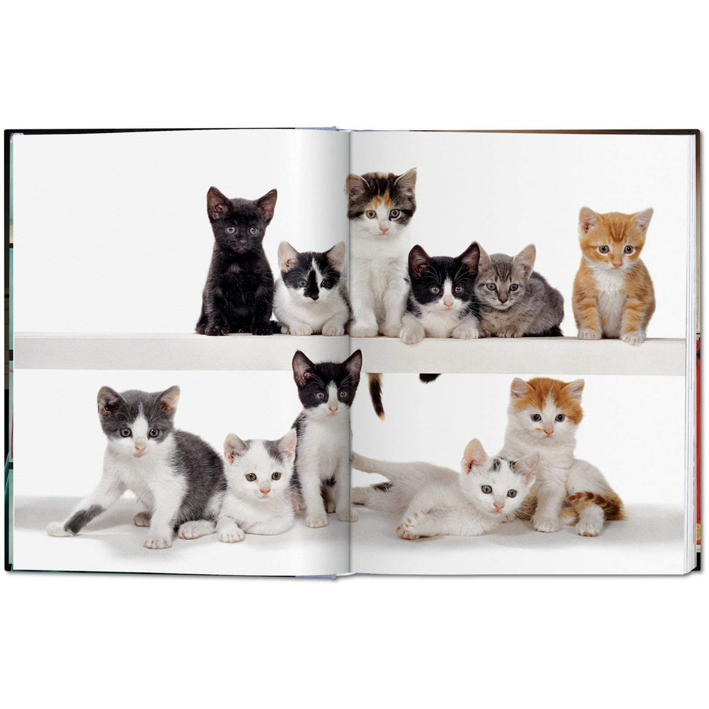 inside pages of book book titled Cats by Walter Chandoha 